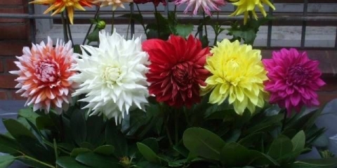 Kada nabaviti dalije za klijanje